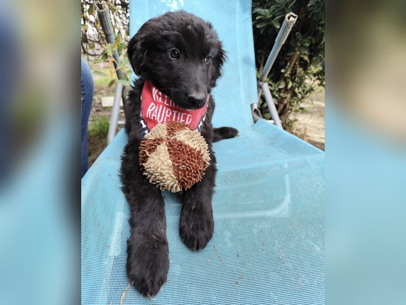 Kiko ein wundervoller Schatz Kiko ein wundervoller Schatz
