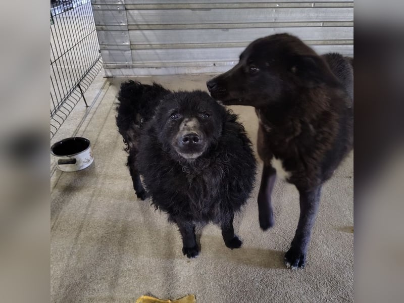 Lord - wird er je eine Chance bekommen?