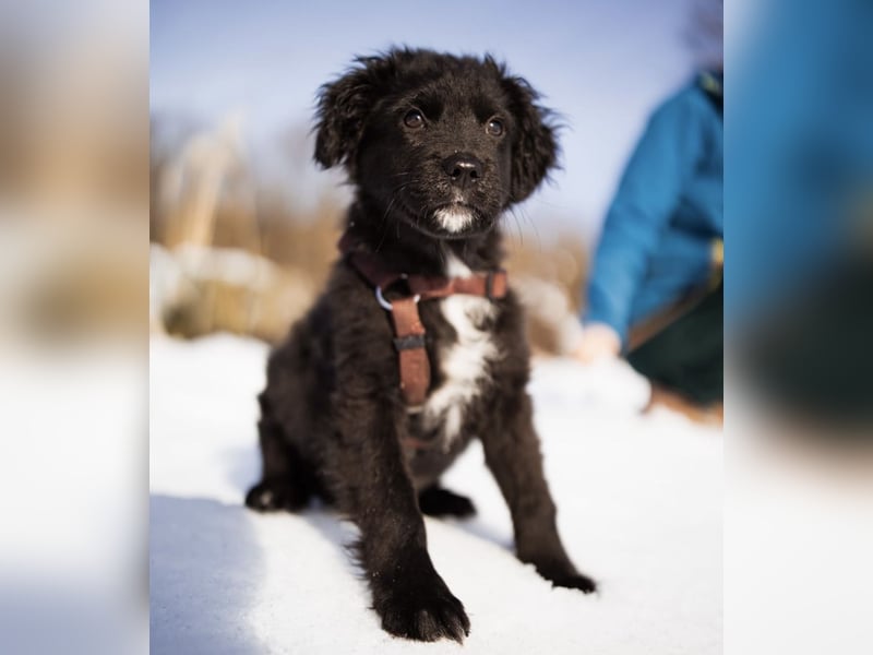 Buddy ein verspielter Clown