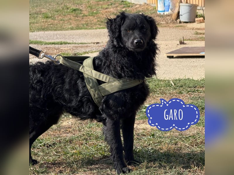 Garo ein Schwarzer Herzensbrecher