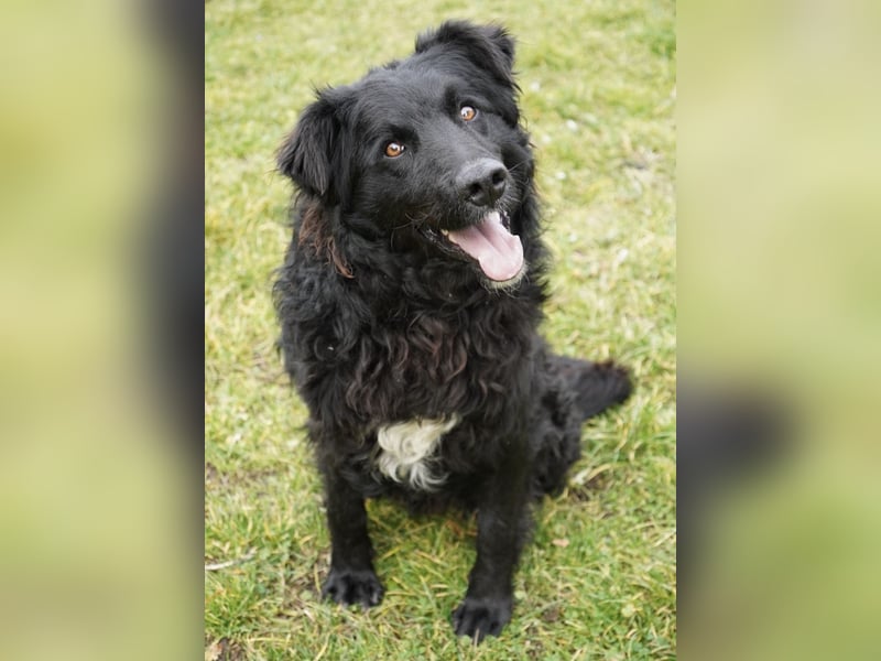 Edo ein freundlicher verspielter Rüde