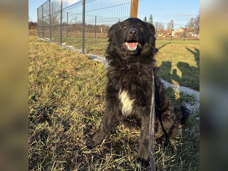 Dobri wartet viel zu lange
