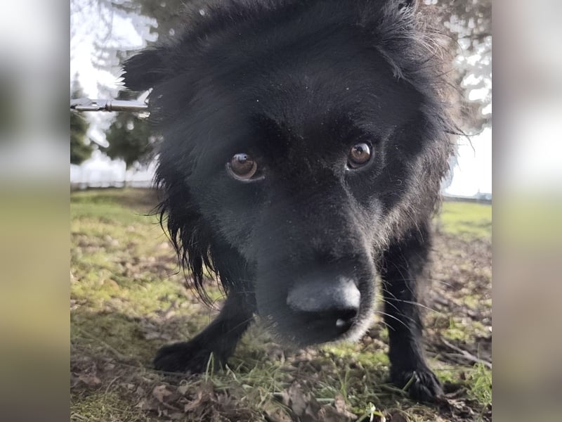 Marlo ein gutmütiger Rüde