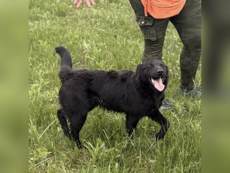 Bo ein feiner Hundebub