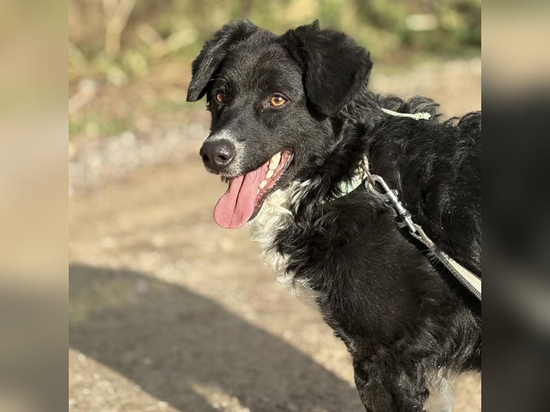 Hugo ein gutmütiger lieber Schatz