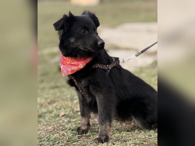 Amigo ein Engel auf vier Pfoten