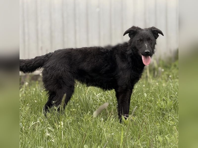 Zierliche schwarze Kata wird immer übersehen