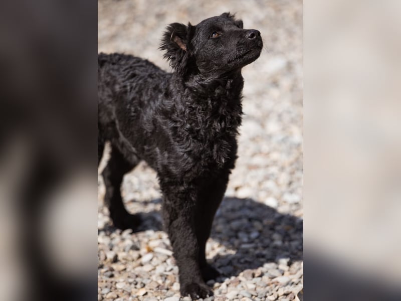 Chandler ein sanfter Schatz