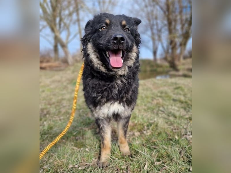 Laloo ein Schatz auf vier Pfoten