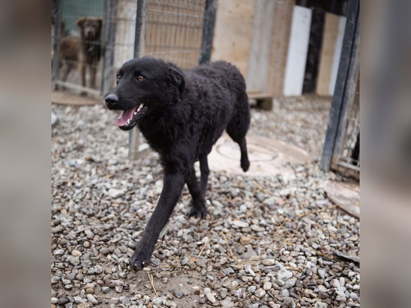 Dado ein absoluter Schatz