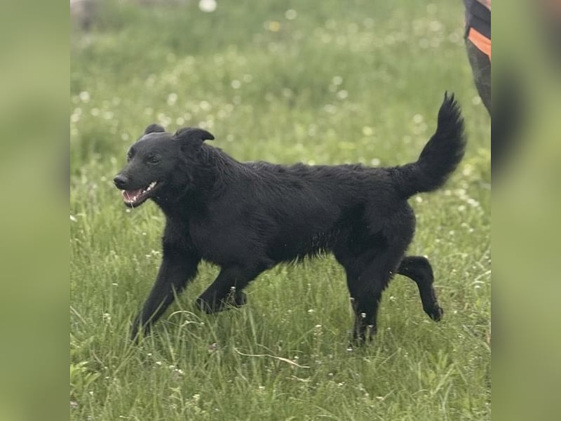 Bo ein feiner Hundebub