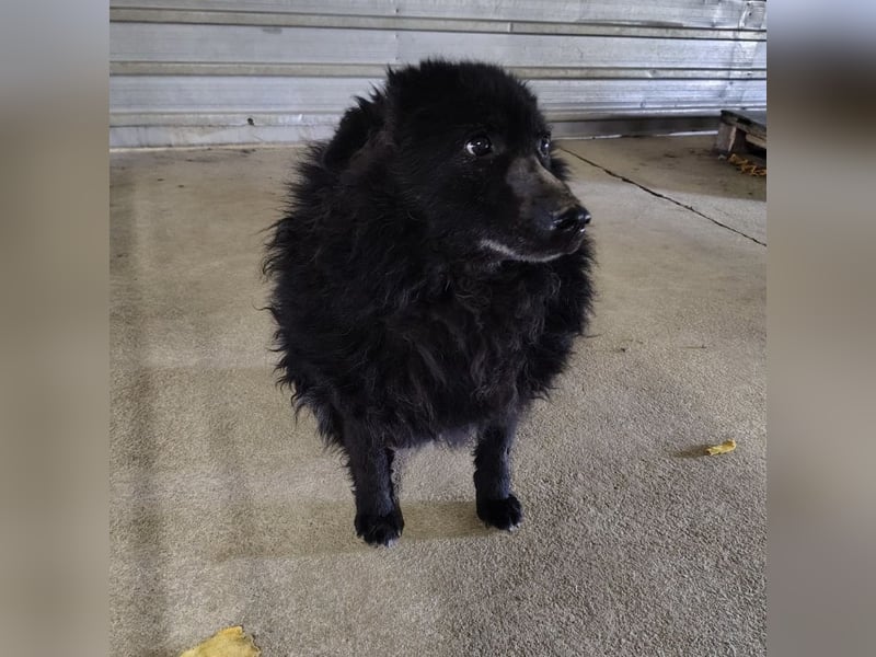 Lord - wird er je eine Chance bekommen?