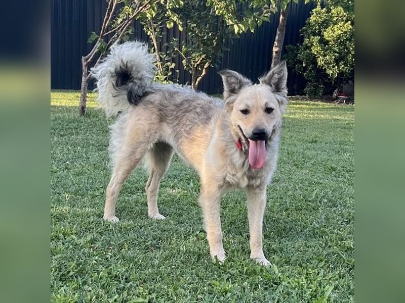 Lada eine gefangene Seele