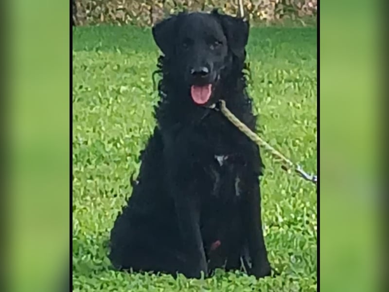 Buddy ein Traumwesen