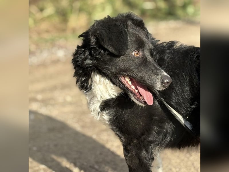 Hugo ein gutmütiger lieber Schatz