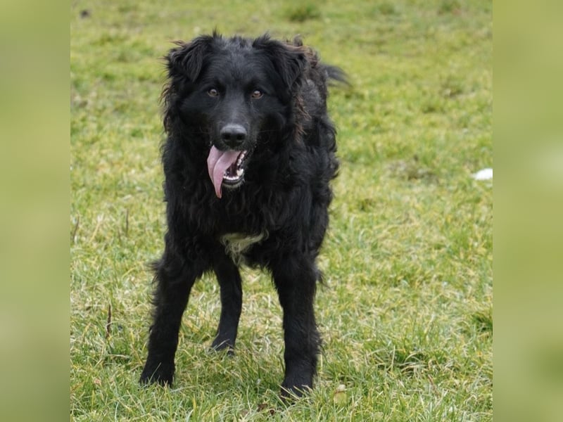 Edo ein freundlicher verspielter Rüde
