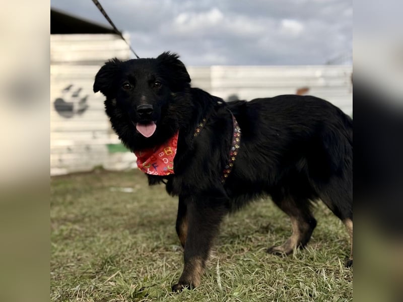Amigo ein Engel auf vier Pfoten