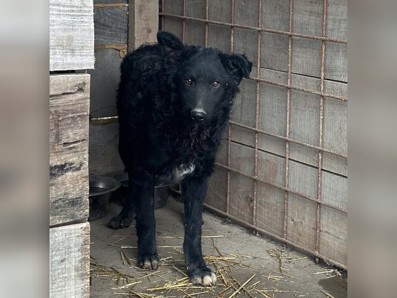 Chi Chi ein ängstlicher Schatz