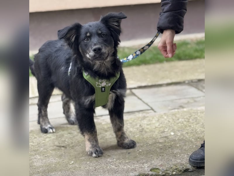 Ledo ein Schatz auf vier Pfoten