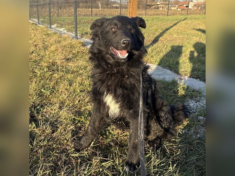 Dobri wartet viel zu lange