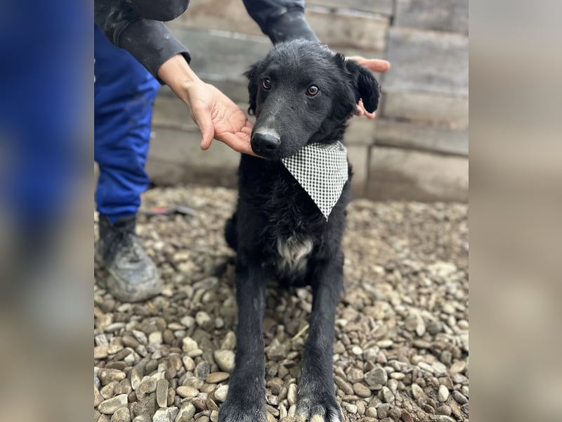 Chi Chi ein ängstlicher Schatz