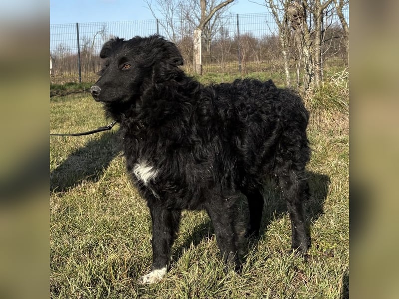 Charlie ein lieber Hundebub