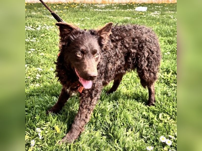 Kava eine treue Begleiterin fürs Leben