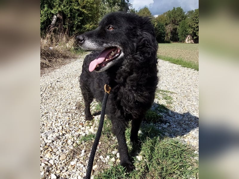 Zelda eine absolute Seelenhündin Zelda eine absolute Seelenhündin