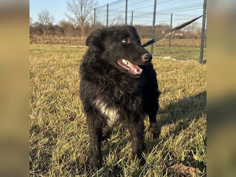 Dobri wartet viel zu lange