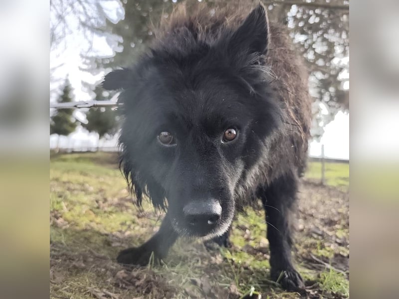 Marlo ein gutmütiger Rüde