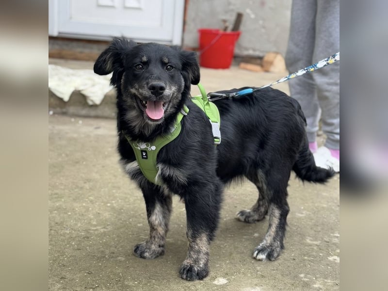 Ledo ein Schatz auf vier Pfoten