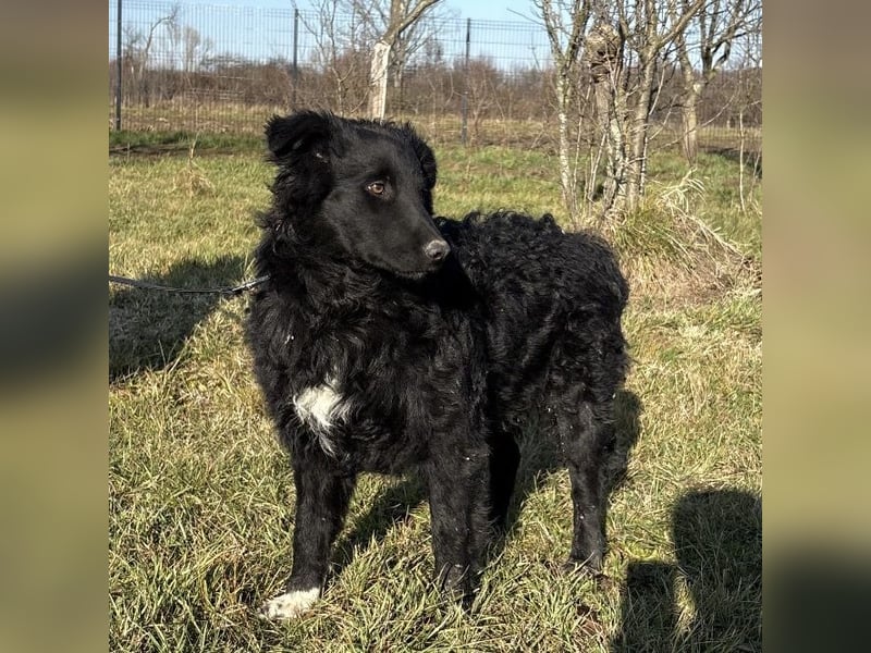 Charlie ein lieber Hundebub