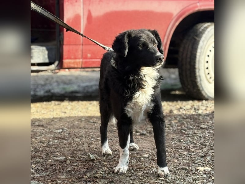 Hugo ein gutmütiger lieber Schatz
