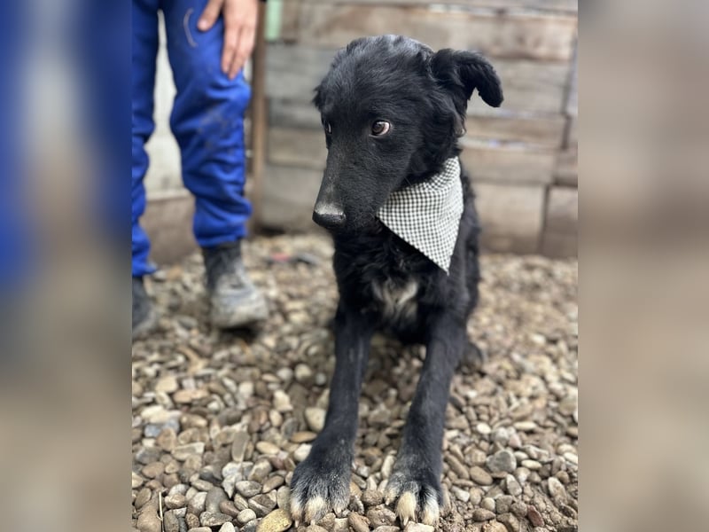 Chi Chi ein ängstlicher Schatz