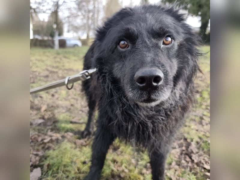 Marlo ein gutmütiger Rüde