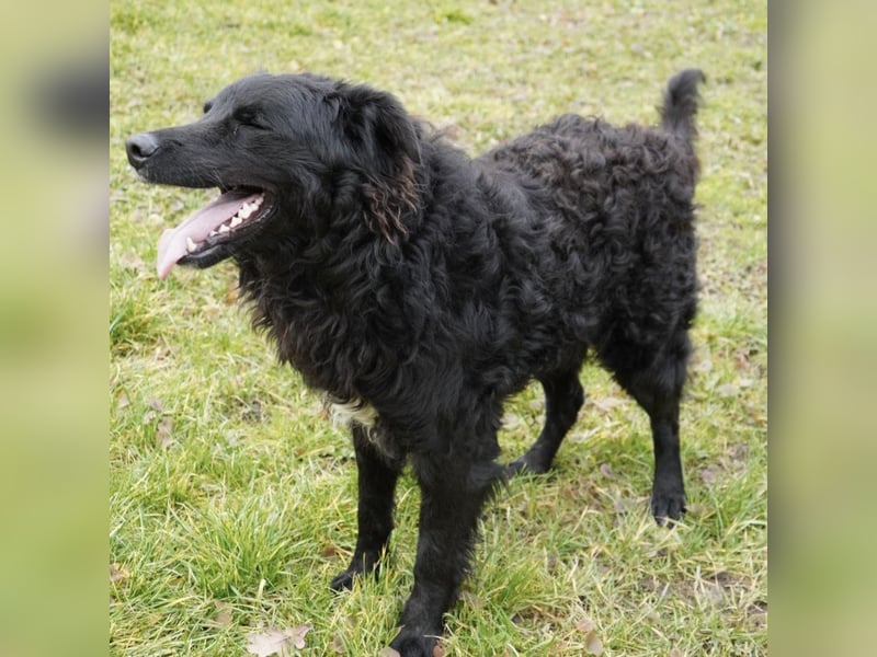 Edo ein freundlicher verspielter Rüde