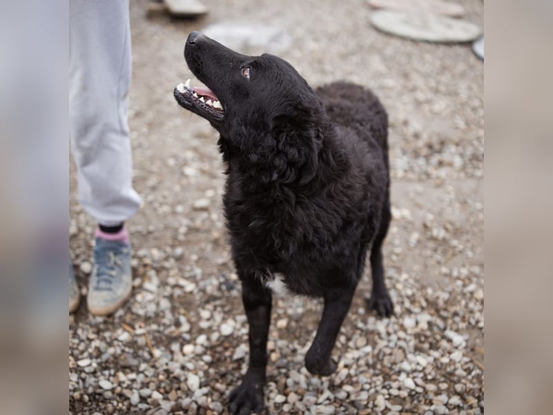 Dado ein absoluter Schatz