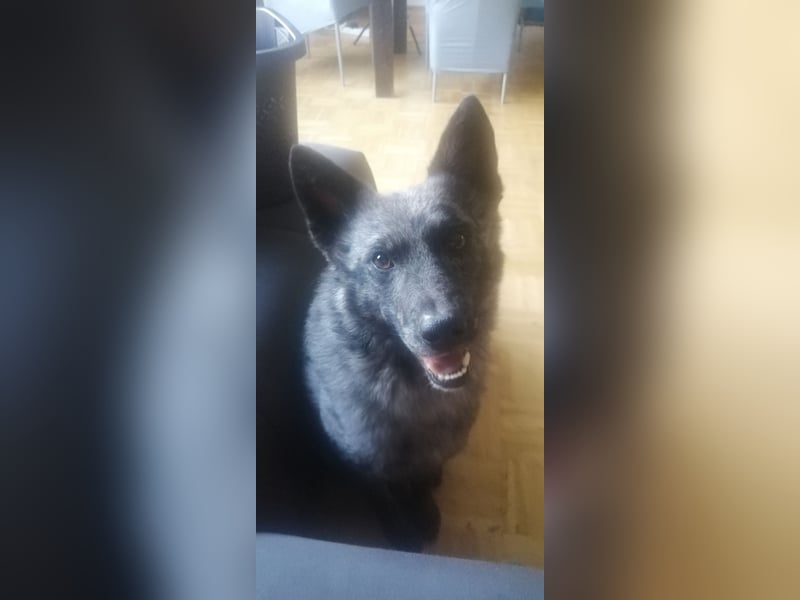 Zuhause für Joker gesucht ❤️