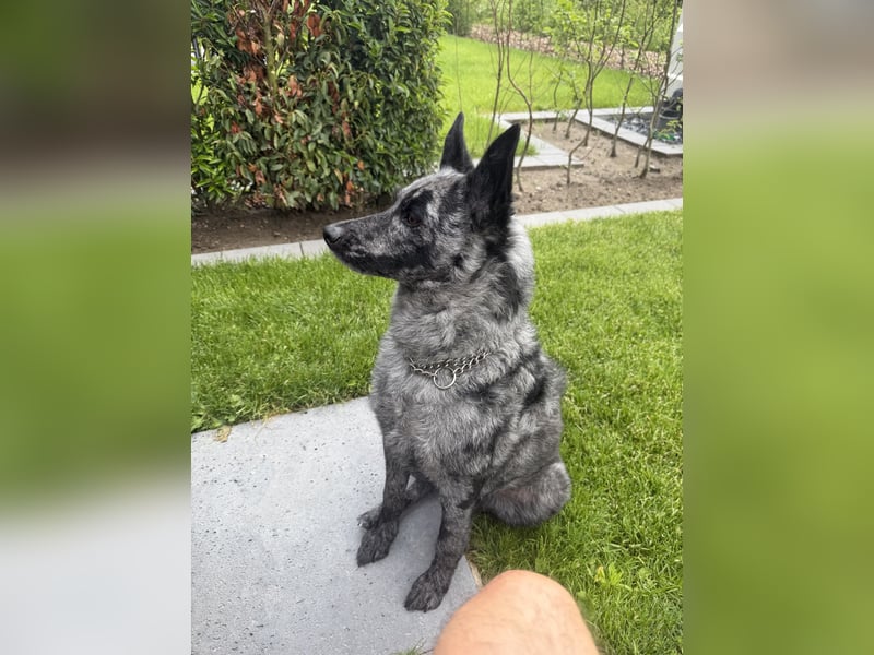Zuhause für Joker gesucht ❤️