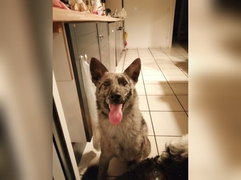Zuhause für Joker gesucht