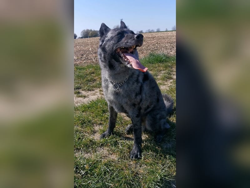 Zuhause für Joker gesucht