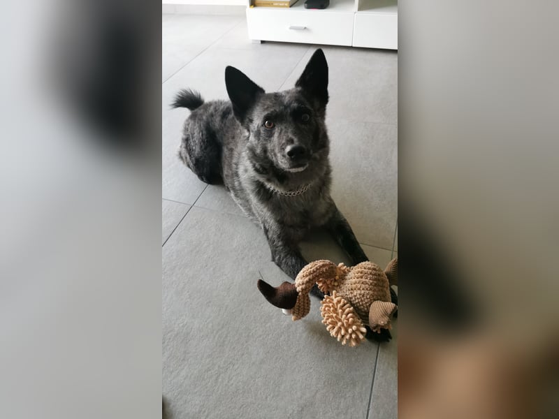 Zuhause für Joker gesucht