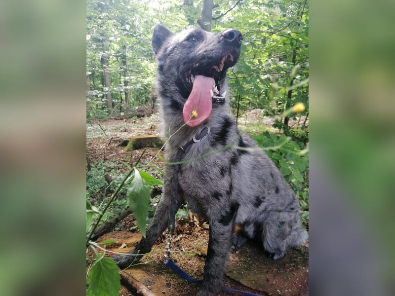 Zuhause für Joker gesucht ❤️