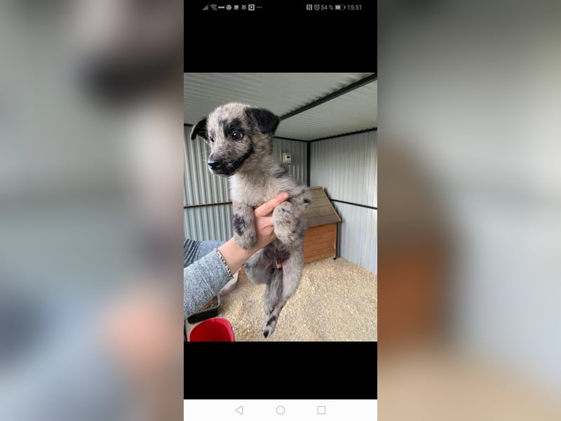 Zuhause für Joker gesucht ❤️