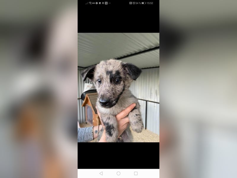 Zuhause für Joker gesucht ❤️