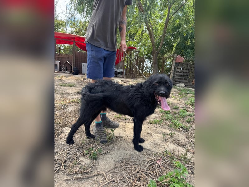 Sanyo möchte ein Familienhund werden