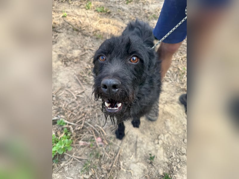 Sanyo möchte ein Familienhund werden