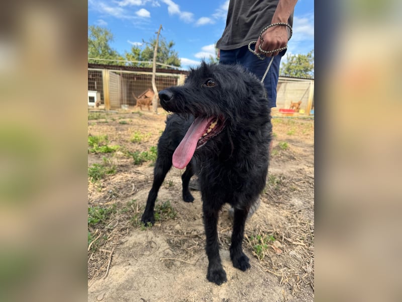 Sanyo möchte ein Familienhund werden