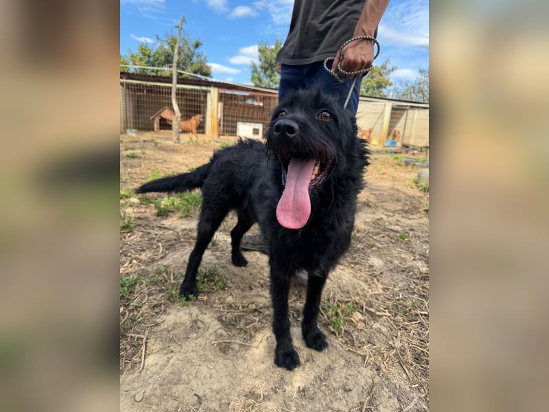 Sanyo möchte ein Familienhund werden