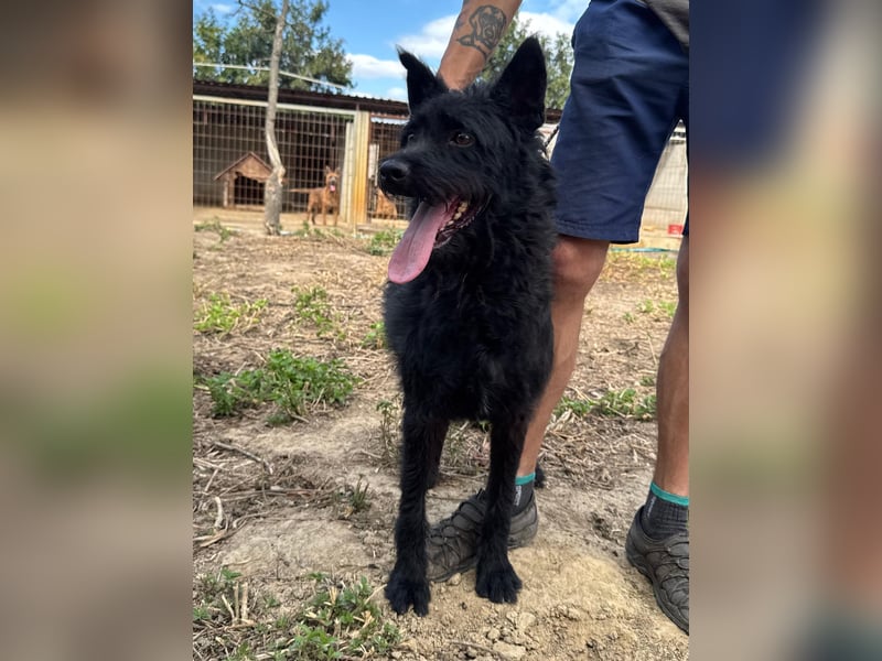 Sanyo möchte ein Familienhund werden